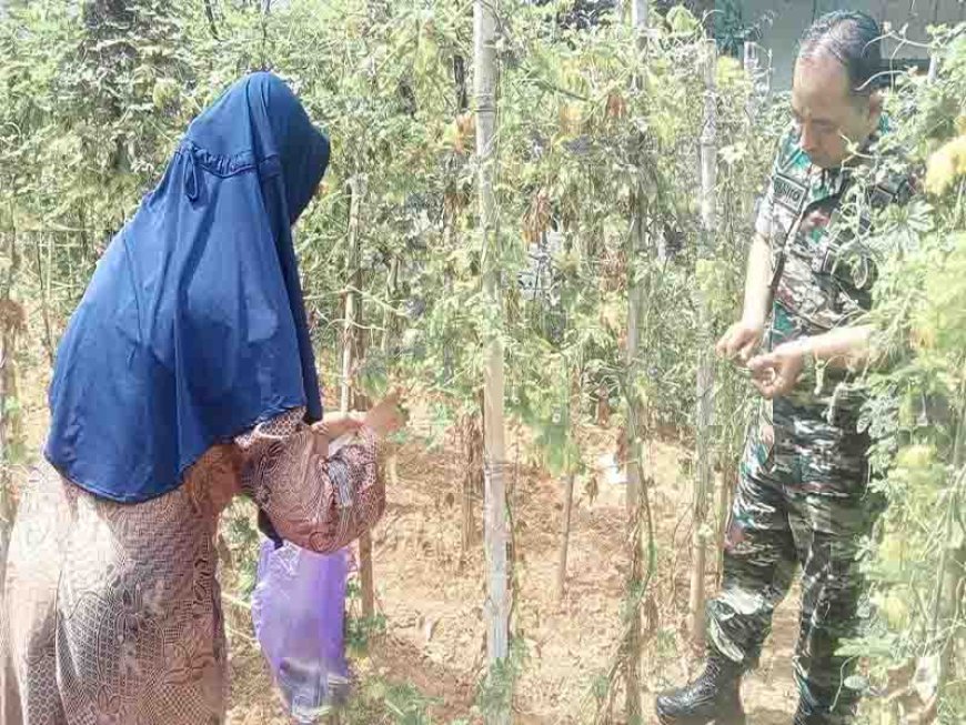 Babinsa 15 Rakit melaksanakan  Komsos membantu Masyarakat memanen Hasil kebun diDesa Lengkong Kecamatan Rakit
