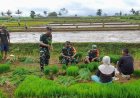 BABINSA MELAKSANAKAN PENDAMPINGAN PROGRAM PERTANIAN