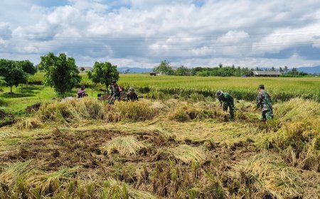 Danramil 15 Rakit Bersama Babinsa dan Warga Laksanakan Panen Padi Bersama